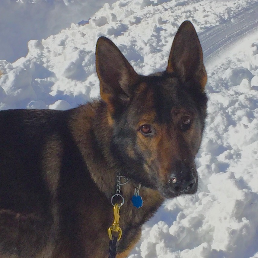 “Snow Doggie”! 🐾🐾